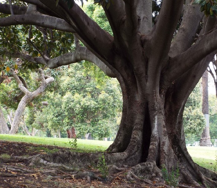 Alberi in Australia: ficus.